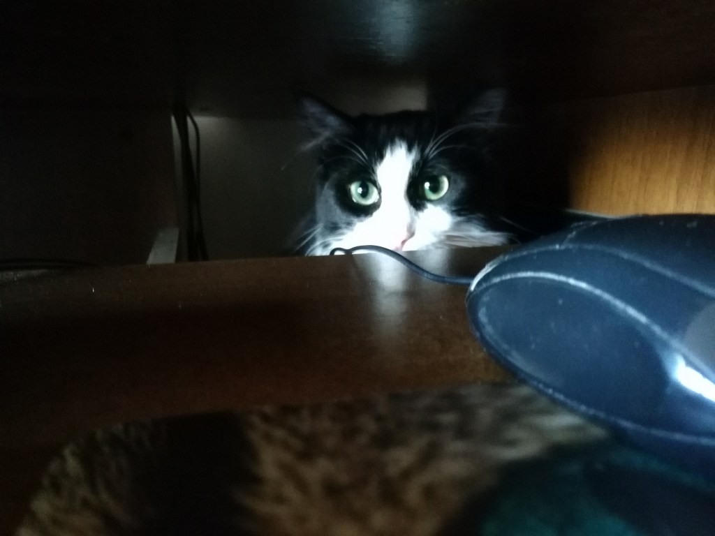 Giornata internazionale del gatto, l’unica ricorrenza che mi&nbsp;piace🐈