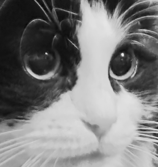 Severa ma giusta.                               Dialogo analogico con Lucrezia&nbsp;Borgia