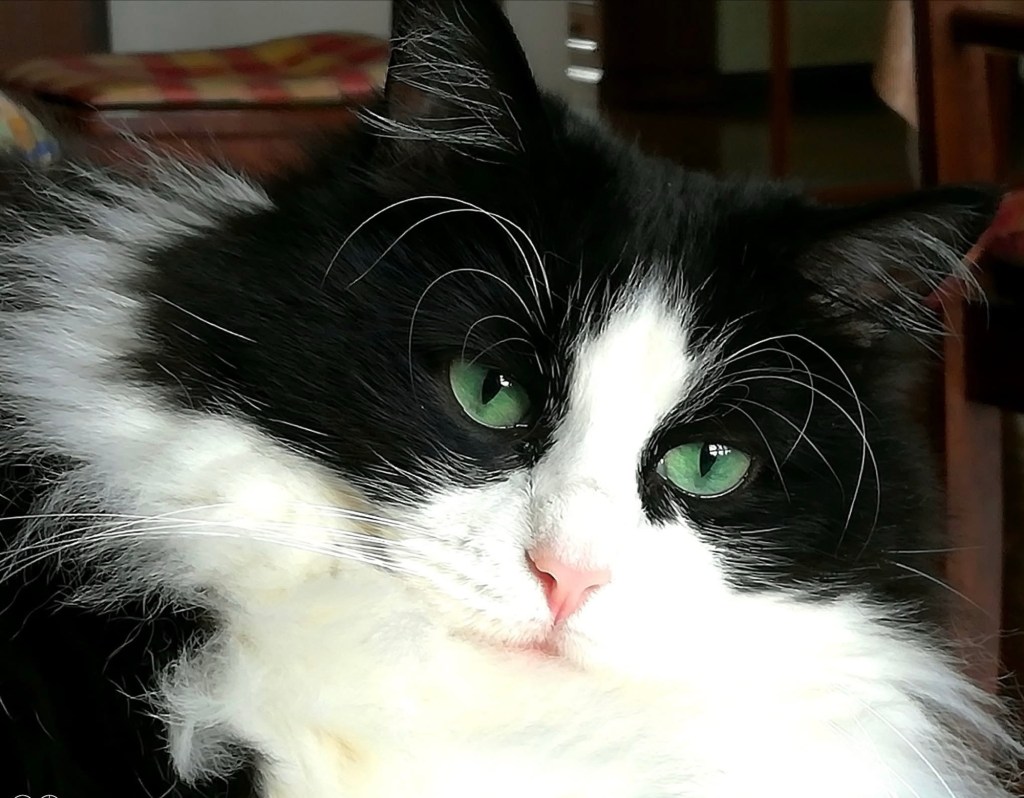 Cuore di gatto&nbsp;🐈‍⬛