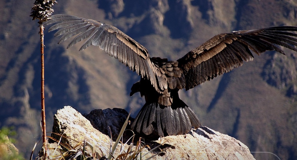 Patchwork musicale “El condor pasa”          Simon &&nbsp;Garfunkel